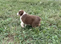 Chubbie, a female Australian Shepherd for sale in Roodhouse, IL – 7 of 9