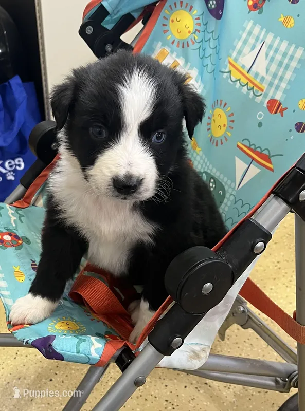 Panda – Australian Shepherd puppy on hold in Roodhouse, IL