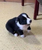 Panda, a female Australian Shepherd for sale in Roodhouse, IL – Photo 4 of 6