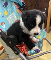 Panda, a female Australian Shepherd for sale in Roodhouse, IL – Photo 2 of 6