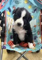 Panda, a female Australian Shepherd for sale in Roodhouse, IL – Photo 3 of 6