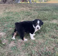 Tracy, a female Australian Shepherd for sale in Roodhouse, IL – 6 of 9