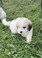 Latte , a male Coton de Tulear for sale in Roodhouse, IL – 2 of 10