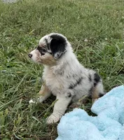 Wade, a male Australian Shepherd for sale in Roodhouse, IL – 8 of 10