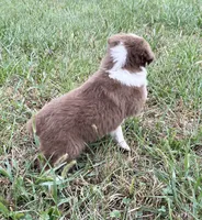 Pete, a male Australian Shepherd for sale in Roodhouse, IL – 2 of 8
