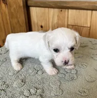 Chipper, a male Coton de Tulear for sale in Roodhouse, IL – 6 of 9