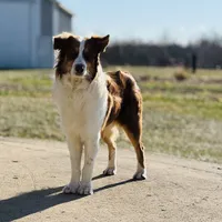 Jackie    BMF, a female Australian Shepherd for sale in Roodhouse, IL – Photo 9 of 10