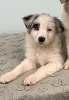 Jackie    BMF, a female Australian Shepherd for sale in Roodhouse, IL – Photo 1 of 10