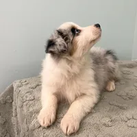 Jackie    BMF, a female Australian Shepherd for sale in Roodhouse, IL – Photo 2 of 10