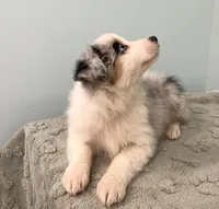 Jackie    BMF, a female Australian Shepherd for sale in Roodhouse, IL – Photo 2 of 10