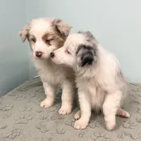 Jackie    BMF, a female Australian Shepherd for sale in Roodhouse, IL – Photo 5 of 10