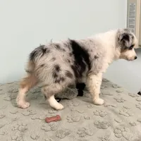 Jackie    BMF, a female Australian Shepherd for sale in Roodhouse, IL – Photo 7 of 10