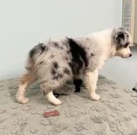 Jackie    BMF, a female Australian Shepherd for sale in Roodhouse, IL – Photo 7 of 10
