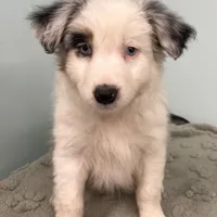Jackie    BMF, a female Australian Shepherd for sale in Roodhouse, IL – Photo 8 of 10