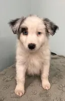 Jackie    BMF, a female Australian Shepherd for sale in Roodhouse, IL – Photo 8 of 10