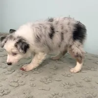 Jackie    BMF, a female Australian Shepherd for sale in Roodhouse, IL – Photo 3 of 10