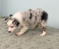 Jackie    BMF, a female Australian Shepherd for sale in Roodhouse, IL – Photo 3 of 10