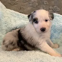 Jackie    BMF, a female Australian Shepherd for sale in Roodhouse, IL – Photo 6 of 10