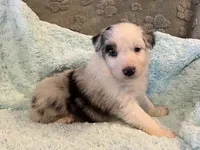 Jackie    BMF, a female Australian Shepherd for sale in Roodhouse, IL – Photo 6 of 10