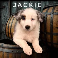 Jackie    BMF, a female Australian Shepherd for sale in Roodhouse, IL – Photo 1 of 10