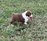 Cutie , a female Australian Shepherd for sale in Roodhouse, IL – 4 of 10
