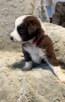 Taurus   AKC, a male Australian Shepherd for sale in Roodhouse, IL – Photo 3 of 7