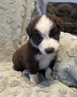 Taurus   AKC, a male Australian Shepherd for sale in Roodhouse, IL – Photo 5 of 7