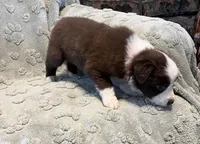 Taurus   AKC, a male Australian Shepherd for sale in Roodhouse, IL – Photo 6 of 7