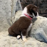 Taurus   AKC, a male Australian Shepherd for sale in Roodhouse, IL – Photo 4 of 7