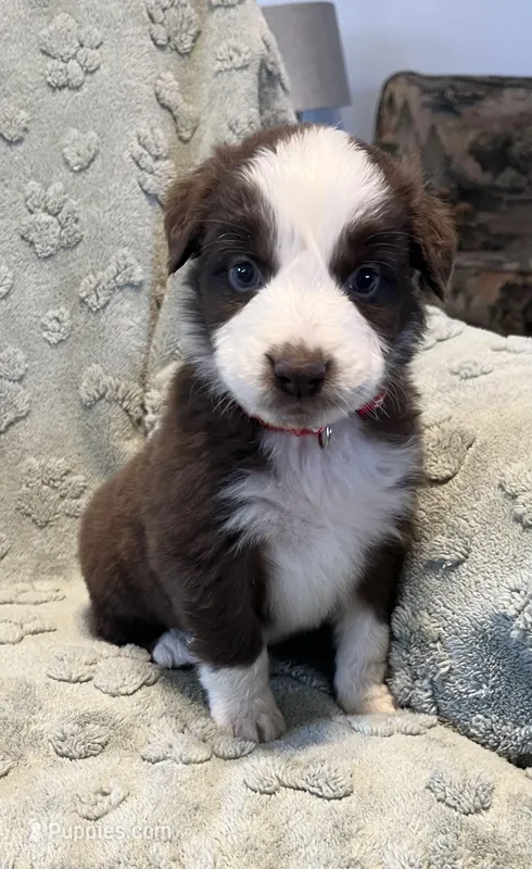 Taurus   AKC – Australian Shepherd puppy for sale in Roodhouse, IL