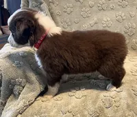 Taurus   AKC, a male Australian Shepherd for sale in Roodhouse, IL – Photo 2 of 7