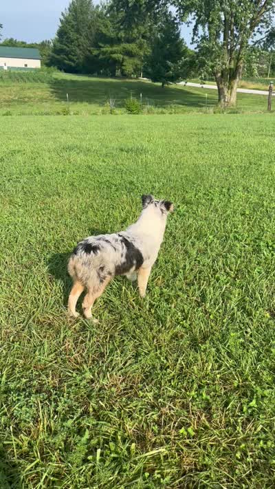 Jackie    BMF, a female Australian Shepherd for sale in Roodhouse, IL – 10 of 10
