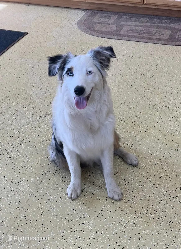 Jackie    BMF – Australian Shepherd puppy for sale in Roodhouse, IL