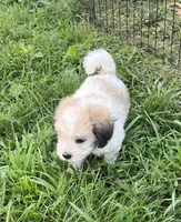 Latte , a male Coton de Tulear for sale in Roodhouse, IL – 8 of 10