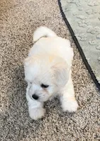 Polar, a male Coton de Tulear for sale in Roodhouse, IL – 4 of 6