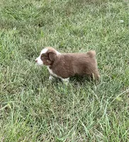 Pete, a male Australian Shepherd for sale in Roodhouse, IL – 3 of 8