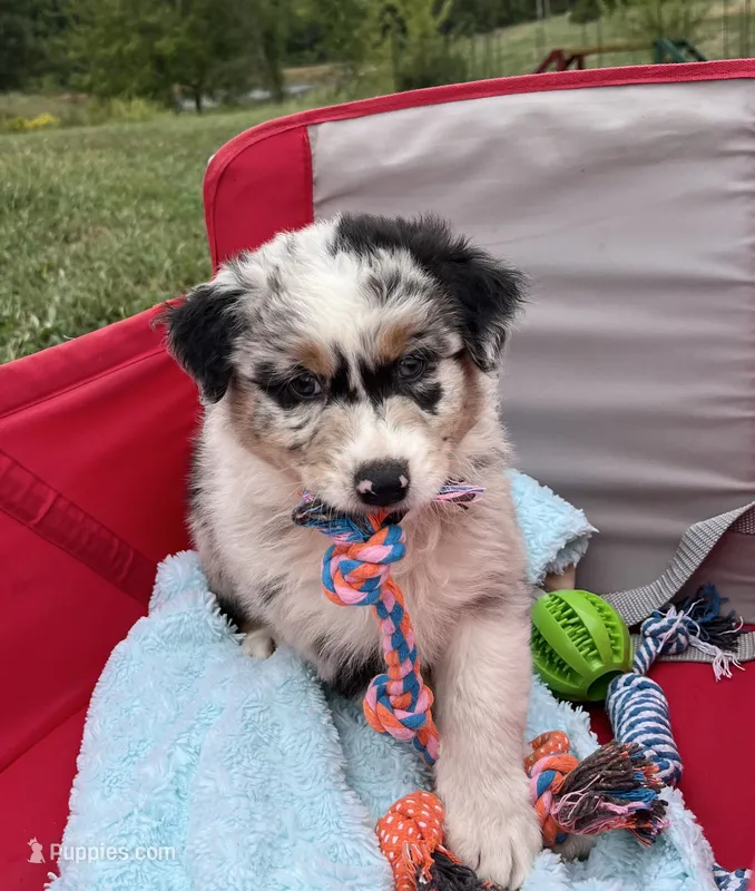Wade – Australian Shepherd puppy for sale in Roodhouse, IL