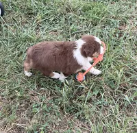 Chubbie, a female Australian Shepherd for sale in Roodhouse, IL – 4 of 9