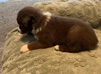 Tremor  AKC, a male Australian Shepherd for sale in Roodhouse, IL – Photo 7 of 8