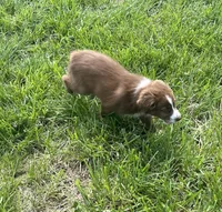 Tremor  AKC  RTM, a male Australian Shepherd for sale in Roodhouse, IL – Photo 3 of 7