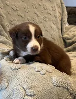 Tremor  AKC, a male Australian Shepherd for sale in Roodhouse, IL – Photo 2 of 8