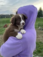 Tremor  AKC  RTM, a male Australian Shepherd for sale in Roodhouse, IL – Photo 1 of 7