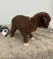 Tremor  AKC, a male Australian Shepherd for sale in Roodhouse, IL – Photo 4 of 8