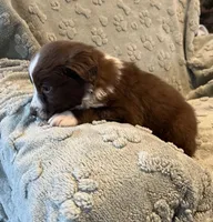 Tremor  AKC, a male Australian Shepherd for sale in Roodhouse, IL – Photo 6 of 8