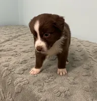 Tremor  AKC, a male Australian Shepherd for sale in Roodhouse, IL – Photo 5 of 8