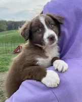 Tremor  AKC  RTM, a male Australian Shepherd for sale in Roodhouse, IL – Photo 2 of 7