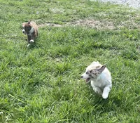 Tremor  AKC  RTM, a male Australian Shepherd for sale in Roodhouse, IL – Photo 6 of 7