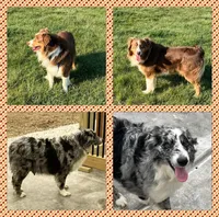 Tremor  AKC, a male Australian Shepherd for sale in Roodhouse, IL – Photo 8 of 8