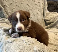 Tremor  AKC, a male Australian Shepherd for sale in Roodhouse, IL – Photo 1 of 8