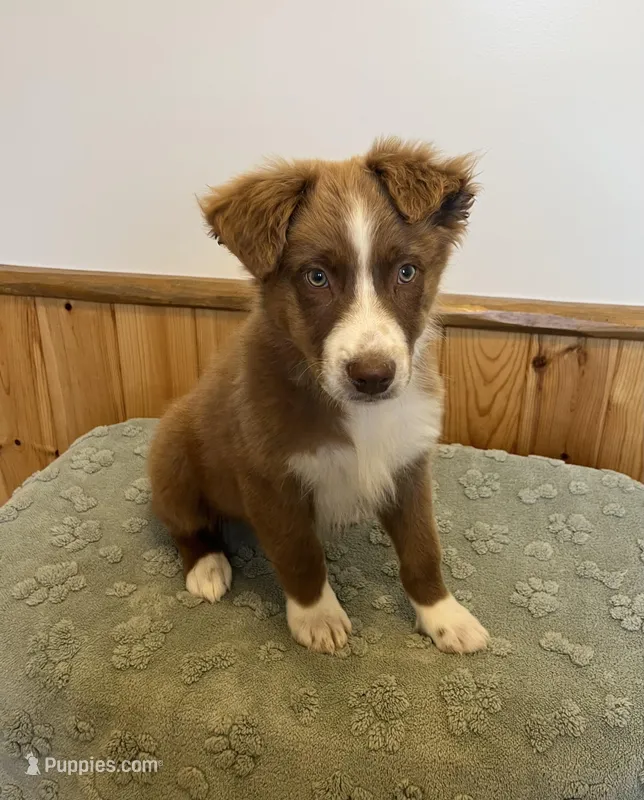 Tremor  AKC  RTM – Australian Shepherd puppy for sale in Roodhouse, IL